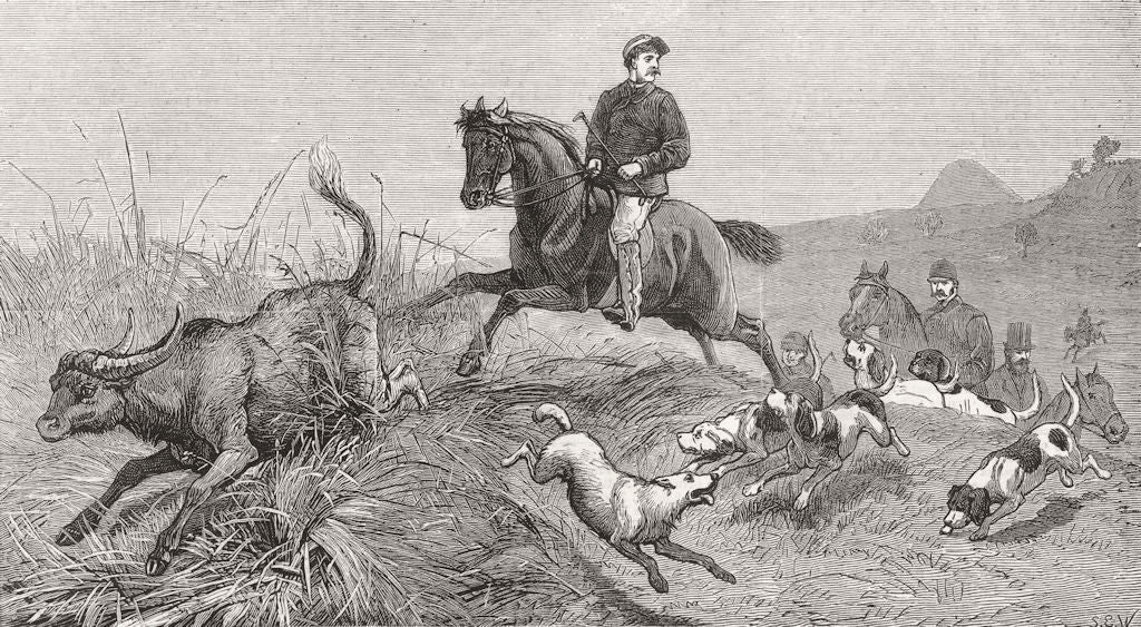 BESIKA. British fleet Bay-Officers hunting Beagles 1877 old antique print